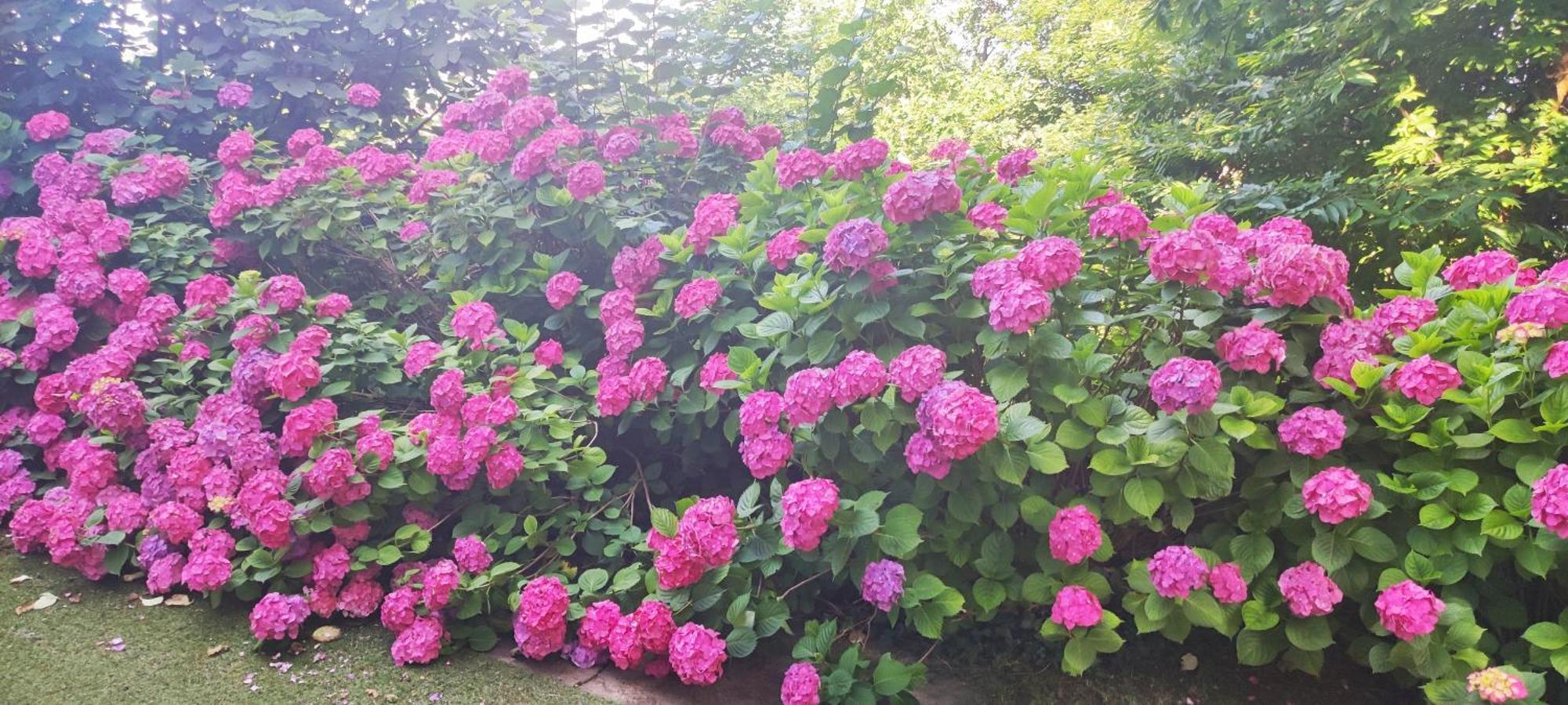 "La Selvetta" Bed And Breakfast Buguggiate Zewnętrze zdjęcie